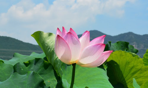 关于植物的成分：lotus_750个单词