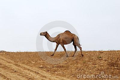 关于马的构成：沙漠中的小红马700字