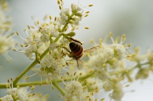 蜜蜂与花_300字