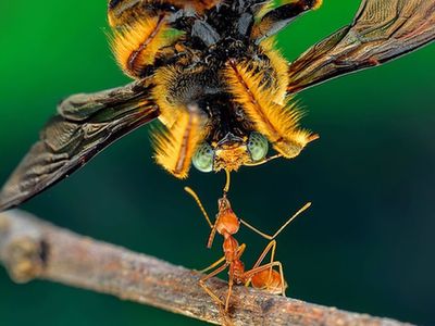 蜜蜂和蚂蚁_400字