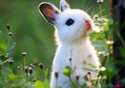 [PK赛]关于动物的成分：兔子可可_900个单词