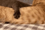 [PK赛]关于动物的构图：可爱的小猫咪300字