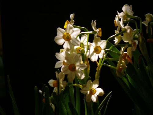 Daffodil_650字