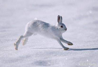 优美的动物段落：雪球兔子段落_900字