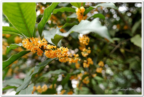 桂花香由西湖_450话