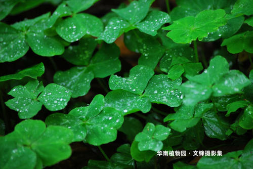 绿色世界-华南植物园_2000字