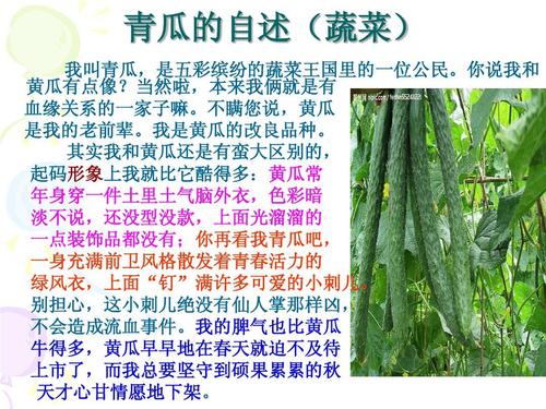 五年级风景成分：荷塘月色_550字