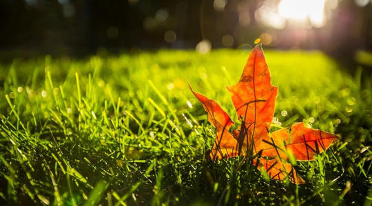 一个好句子的好季节：落叶的秋天_800个单词