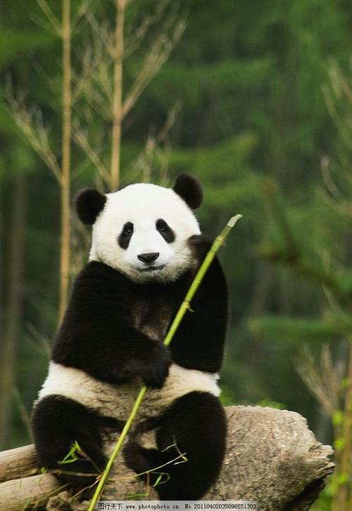 优美的动物段落：我家的“国宝熊猫”段落_600字