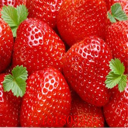 Strawberry_800字