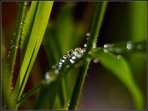 太阳，雨和露水_900字