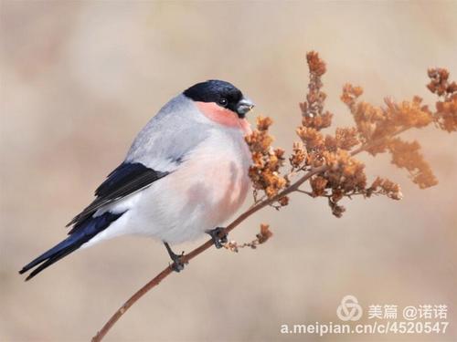 “灰麻雀”续_400字