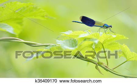 Dragonfly_550字