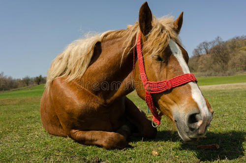 马，最美丽的动物！ _1500字