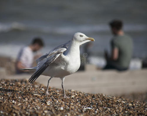 [我的偶像]我有点seagull_800个字