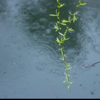 细雨_800字