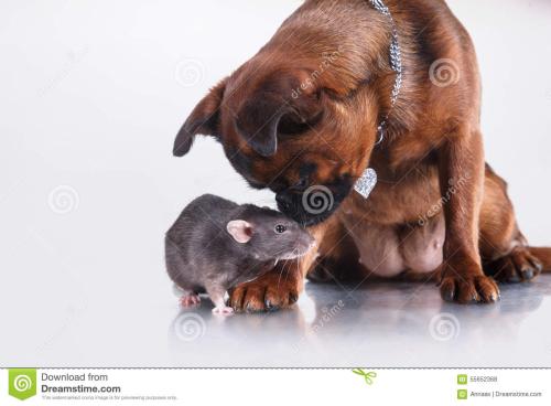 老鼠与狗之间的讨论