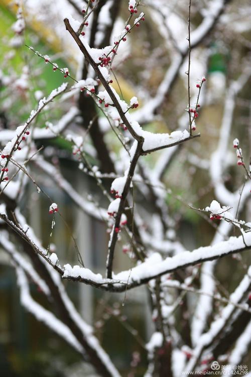 春天回到草亭，李子先移，但是月亮满了，雪还空着。