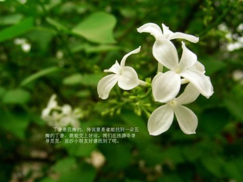 香花_500字