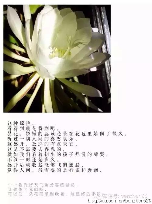 关于顿悟的论文