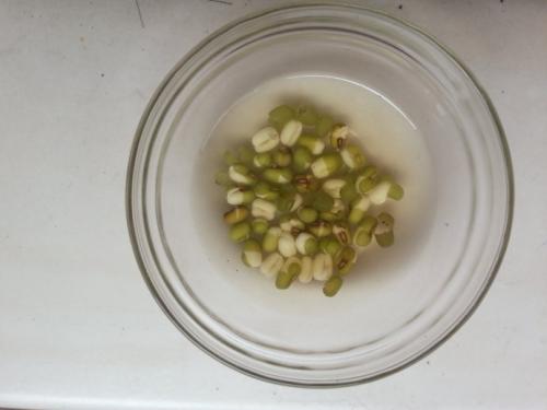 绿豆豆芽（2）_250字