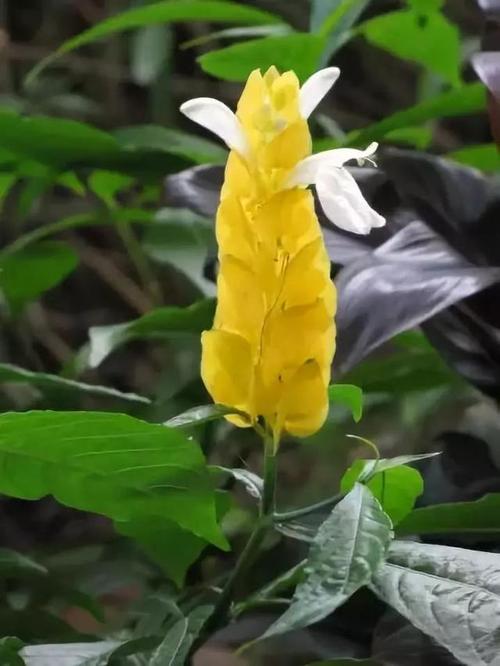 生命是不败的花朵，总是盛开