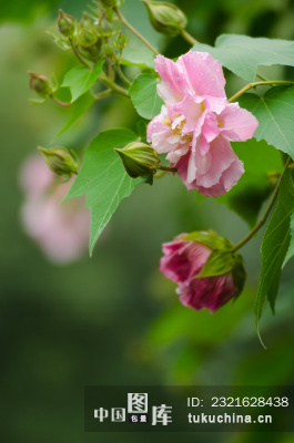 我家已经盆栽芙蓉_400字