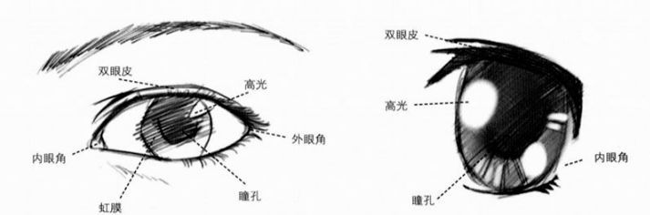 我真的想当小说家_450个单词