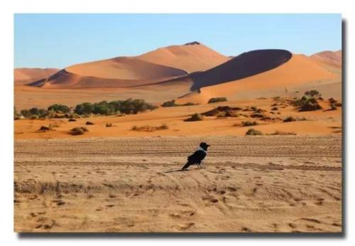 沙漠和鸟