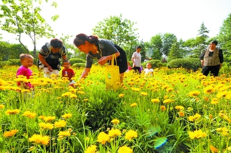 在公园里的菊花