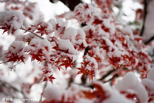 关于雪景的构成：一片雪，一片李子芬芳_700个单词