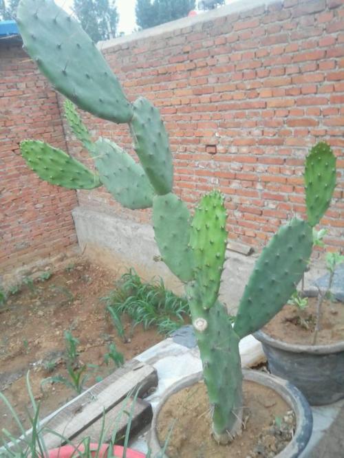 我不是cactus_800字