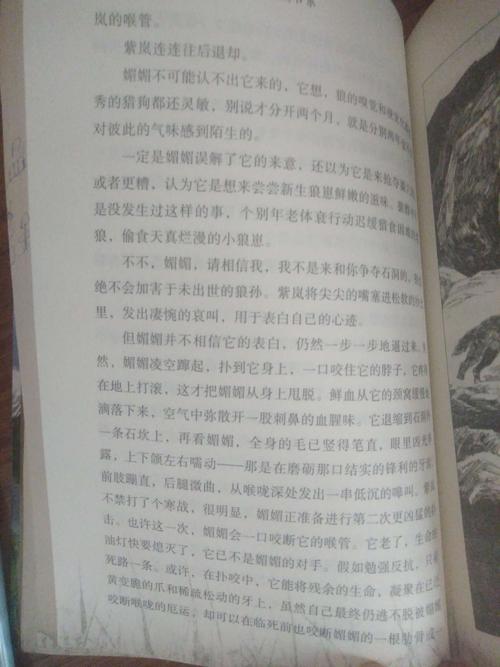 阅读《狼王的梦》 _750字后的感想