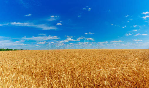 故乡的小麦