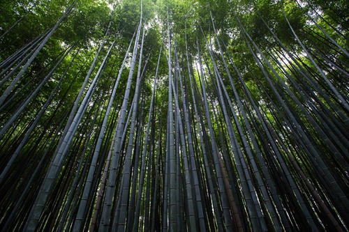 我爱家乡的竹子