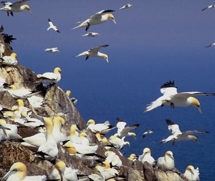 尊重自然，保护环境—读《美丽的西沙群岛·永兴岛邮递员》的思考