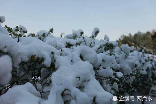 美丽的雪