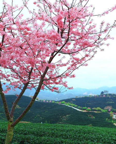 游览永福樱花园