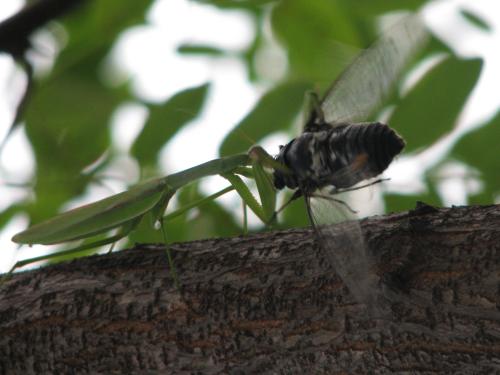 中国古典螳螂捕蝉能告诉我们什么？