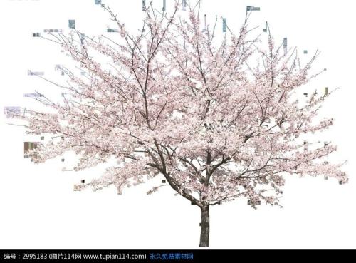 我爱校园里的樱花树