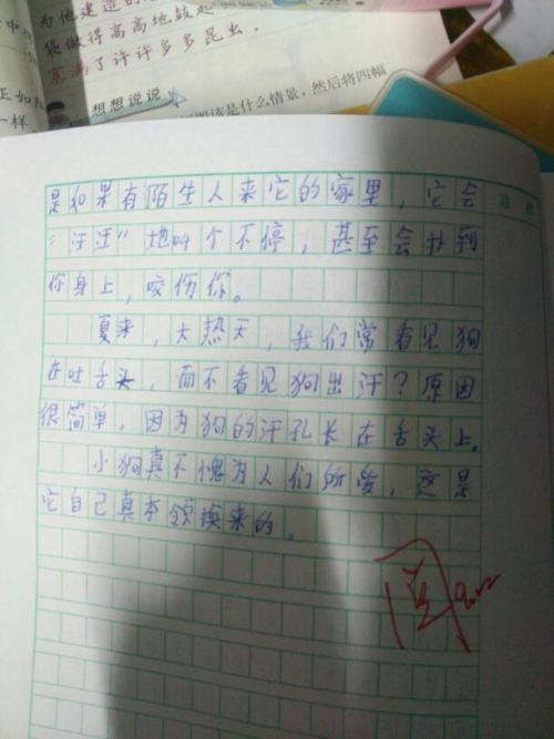 我的pet_400字