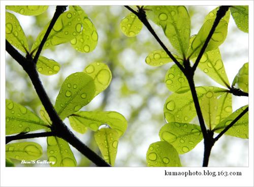 如果我是春雨