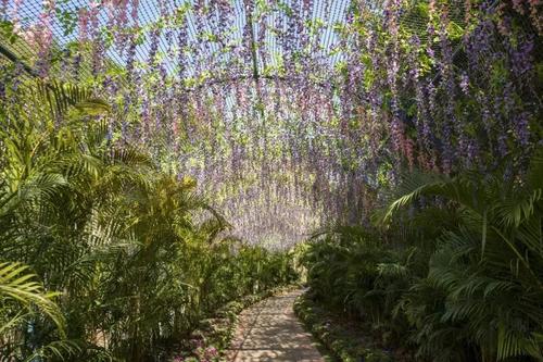 精神桃花