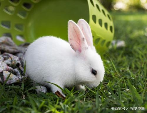 观察小白兔
