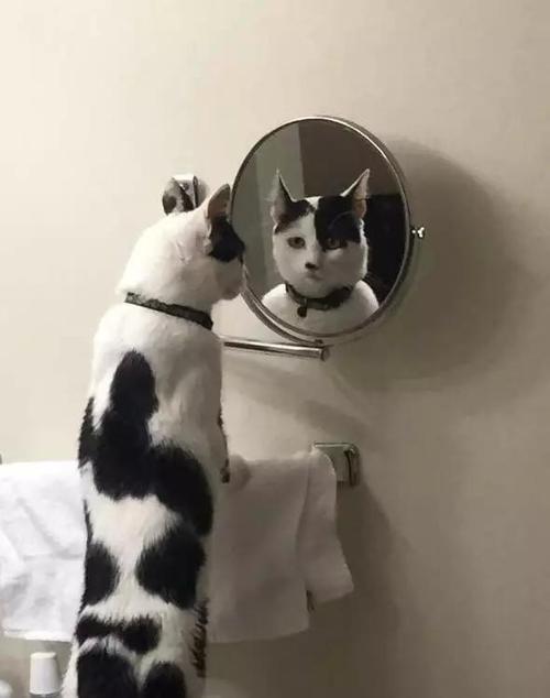 自我照镜子