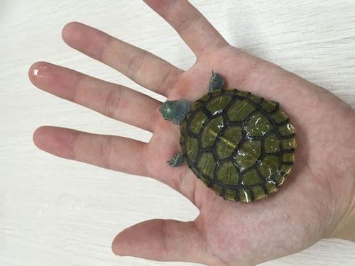 第一次养一只小乌龟