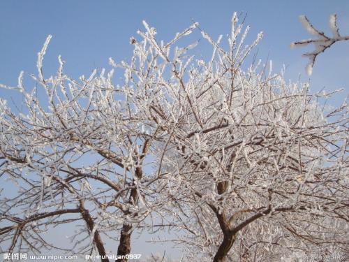 冬季的“雪地”植物