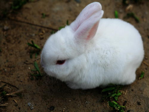 我的小兔子