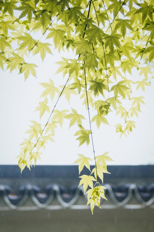 细雨和闲花都是lonely_1200个单词