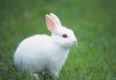 我最喜欢的兔子